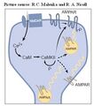 Thumbnail for version as of 09:22, 8 October 2006