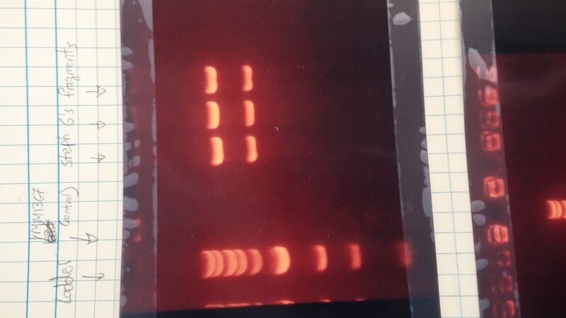File:Lab Notebook Gel Electrophoresis.jpg