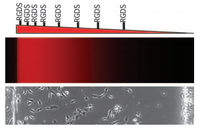 Figure 8. A gradient of concentration of RGDS peptide was decreased from left to right, creating a gradient of cell attachment on a hydrogel.7