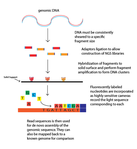 File:NGS Technology Illustration.png