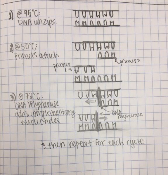File:Pcr process condensed.jpg