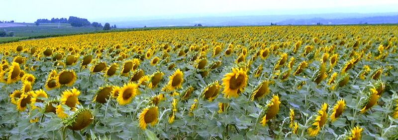 File:Sunflowers in France.jpg