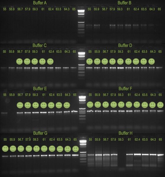 File:20110609 Gel.jpg