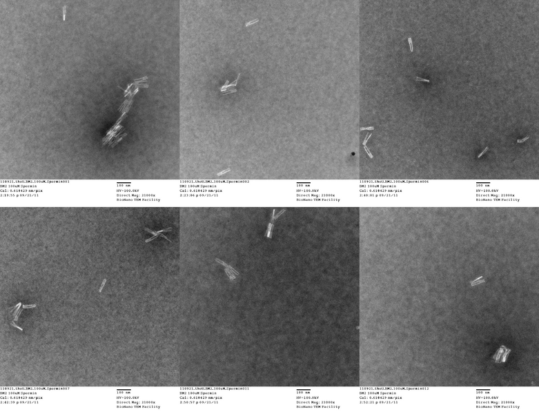 File:20110921 theU BM2 100uM Spermine.png