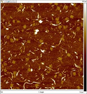 2-pot reaction with both L-DNA strands 1:100 (design 3) templated (1μm)