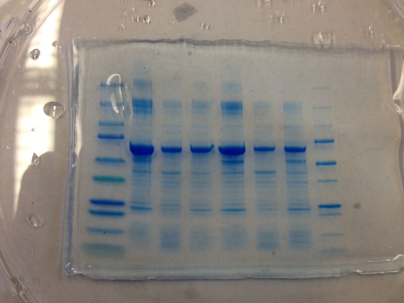 File:S13 M2D7 TR Blue.JPG