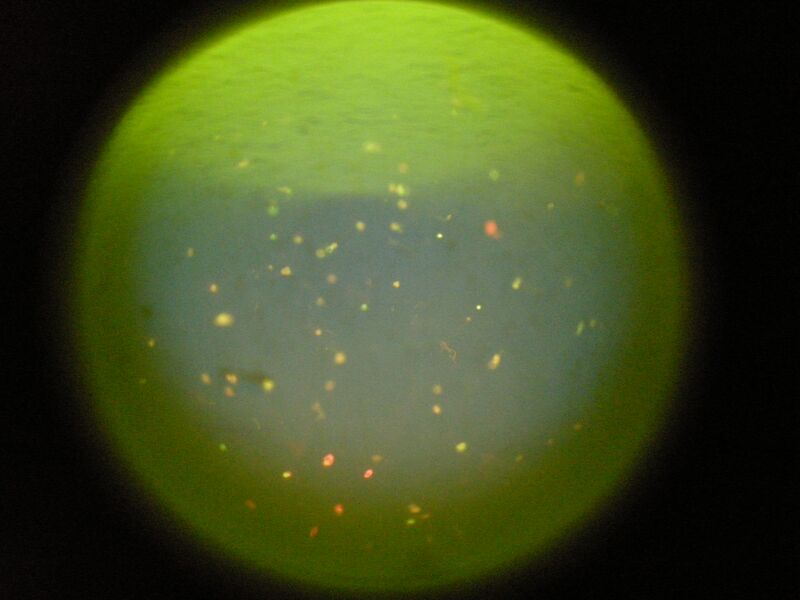 File:WF Pink High RA mostly live.JPG