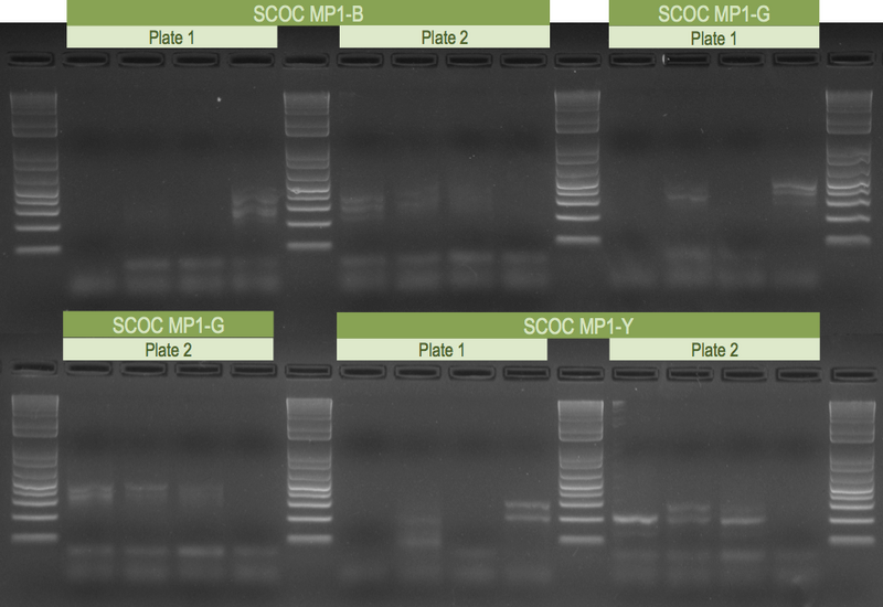 File:20121108 Gel.png