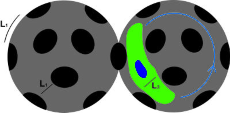 File:3D scaffold.jpg