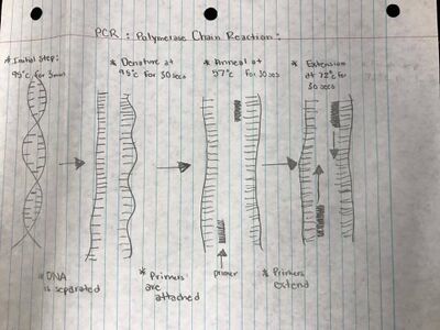 Description of image