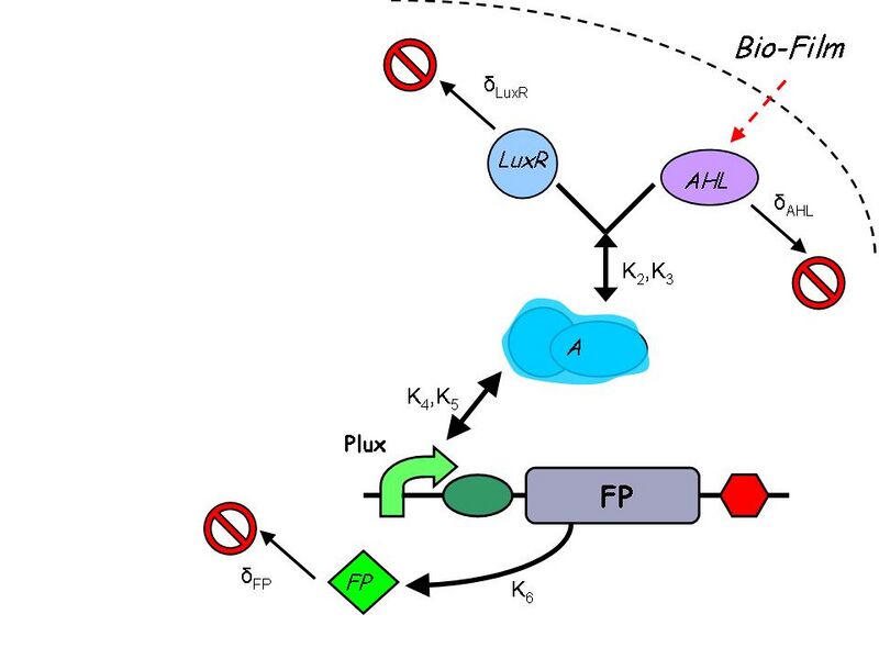File:Biofilm-Construct 2.jpg