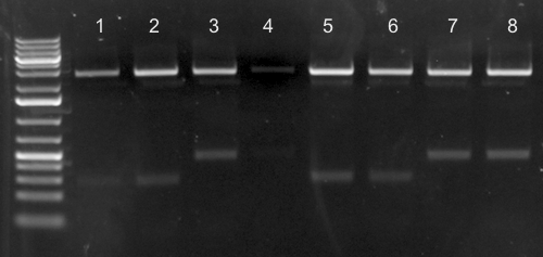 File:KAH052915 gel1.jpg