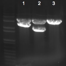 File:KAH 011310 gel2.tif