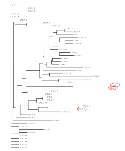 File:MokiRooted tree nucleotide sequence.png