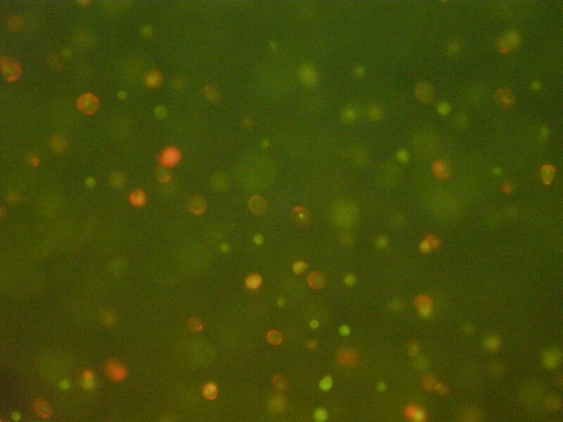 File:TRPurple20 2.JPG