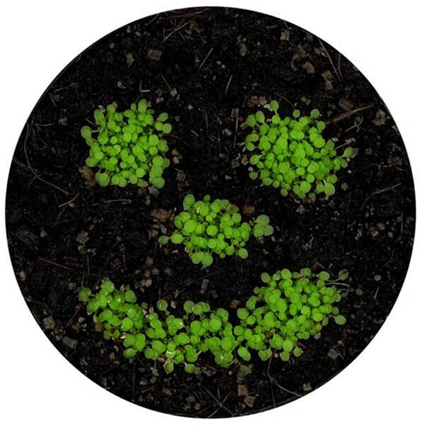 File:Arabidopsis smiley-compressed.jpg