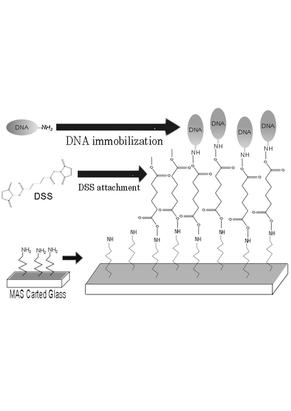 File:DNAimmobilization 1.png