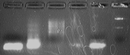 File:PKU 080513 ADH-PCR-check.tif
