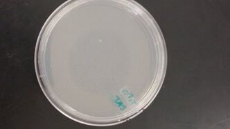 File:Rsz 1rsz 20160129 094236.jpg