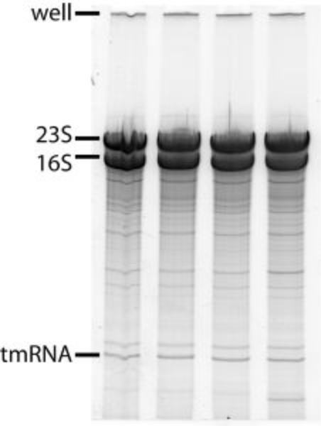 File:SDM RNA2.jpg
