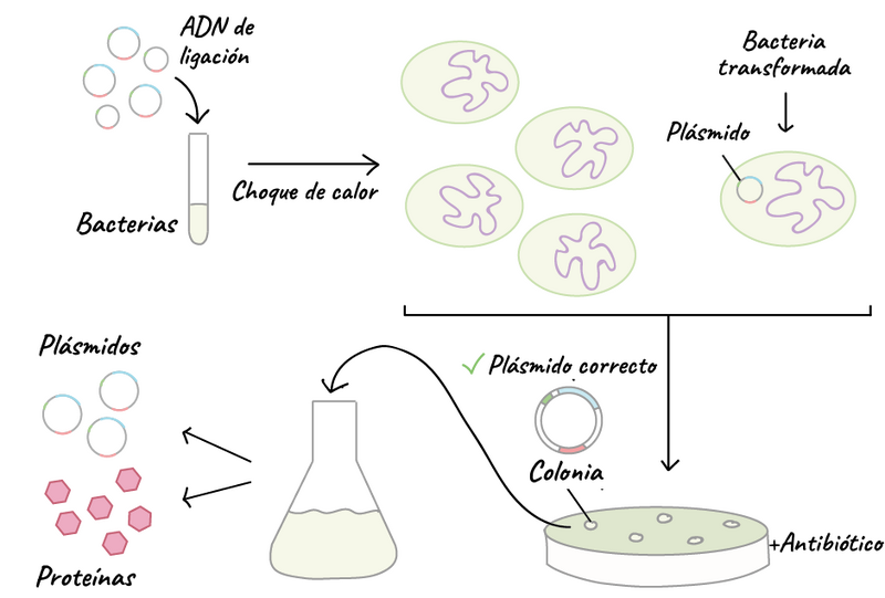 File:Transformacion Heatshock.png