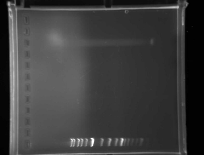 File:2006 07 21 AlphaSectionPCRTrial1.jpg