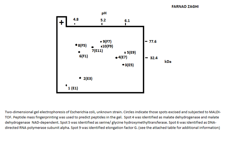 File:2D Gel Explenation.jpg