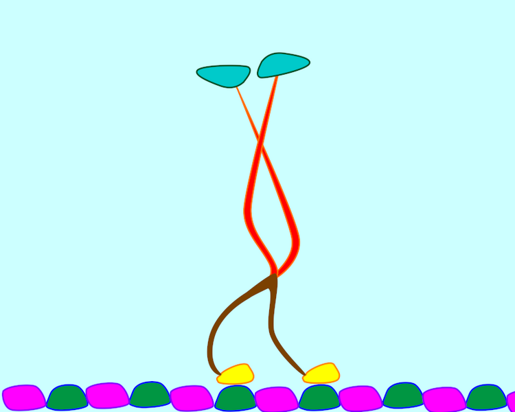 File:AM KinesinMicrotubuleCartoon.png