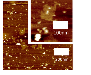 Fig. 2.2.3.3 Closing DNA Shell with Streptavidin
