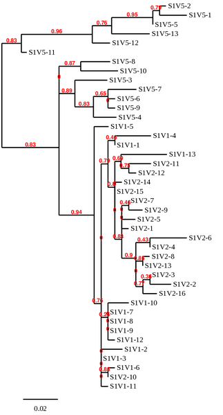File:CDphylo treesub1.png