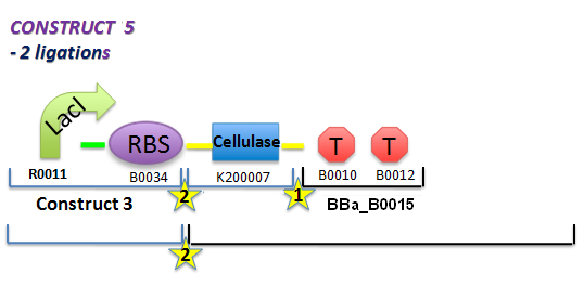 File:II09 ConstM1cnew.jpg