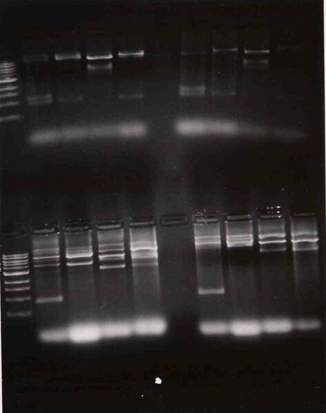 File:Macintosh HD-Users-nkuldell-Desktop-pink(top)yellow(btm)WF.jpg