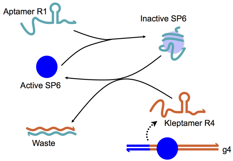 File:R4aptamer.png