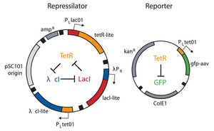 Repressilator Elowitz Plasmids