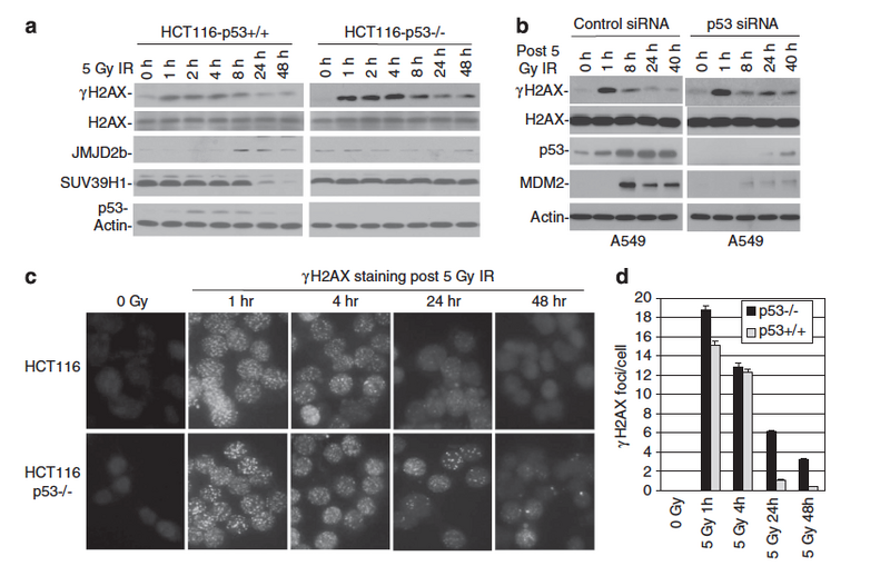 File:S2013 Alesha Stewart Apr 17 2013.jpg