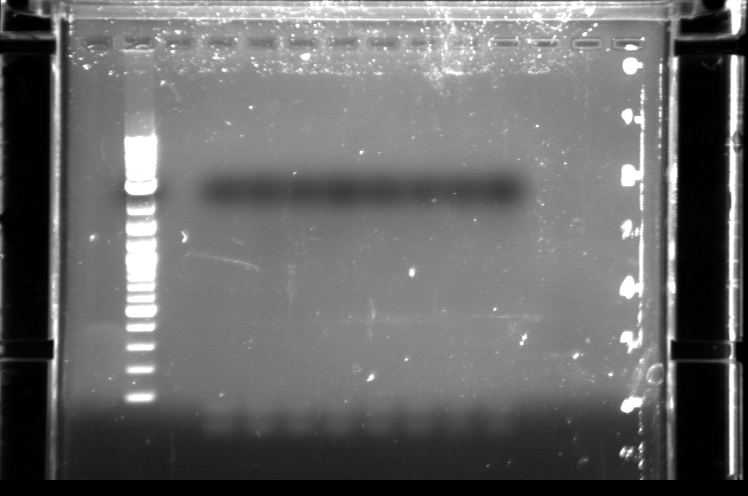File:2007-01-15 2pmol primer.tif