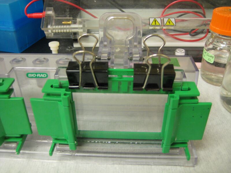 File:Binder clips protein gel.jpg