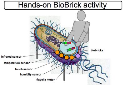 Hands on BioBrick table