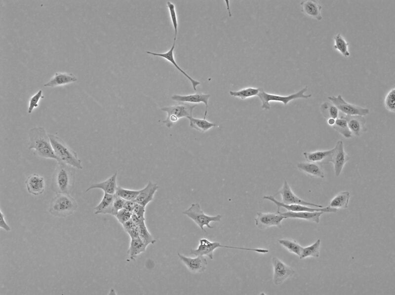 File:Image 1 phase 10x.jpg