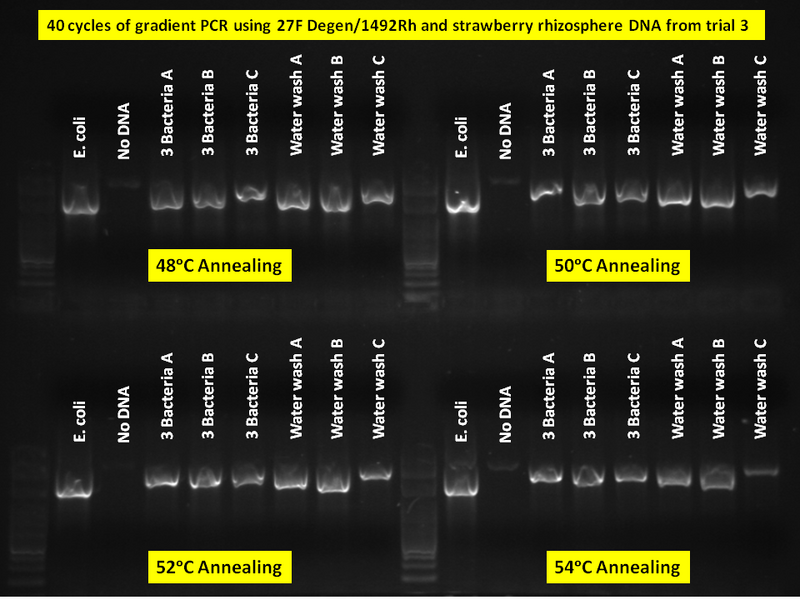 File:July 17,2013Gel.tif