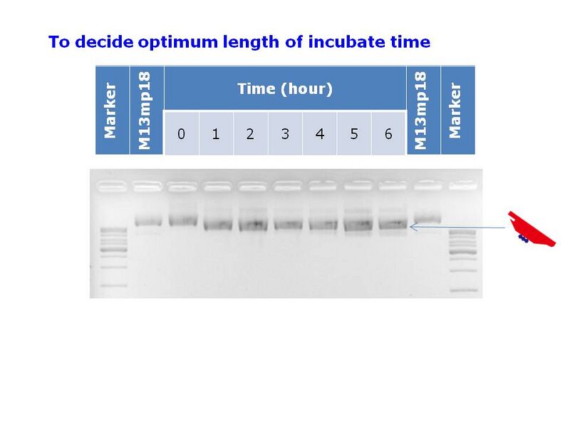 File:OCK Time Optimization-Todai.jpg