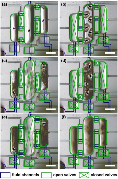 File:Perry MicrofluidicMesoPhases 2.png