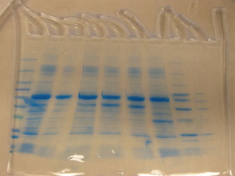 File:S09 M1D6 TR Orange.JPG