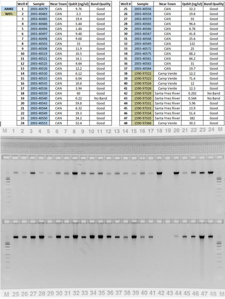 File:AMKE WIFL 4.PNG