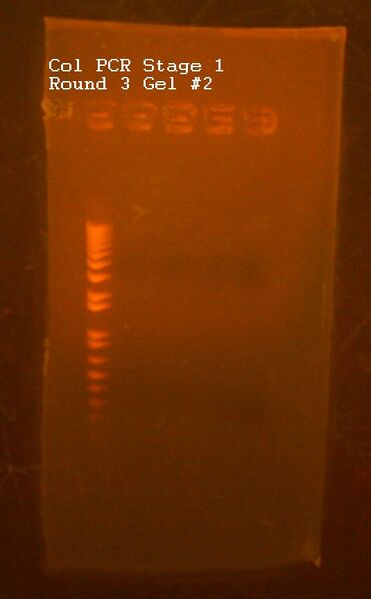 File:Col PCR Gel -2.jpg