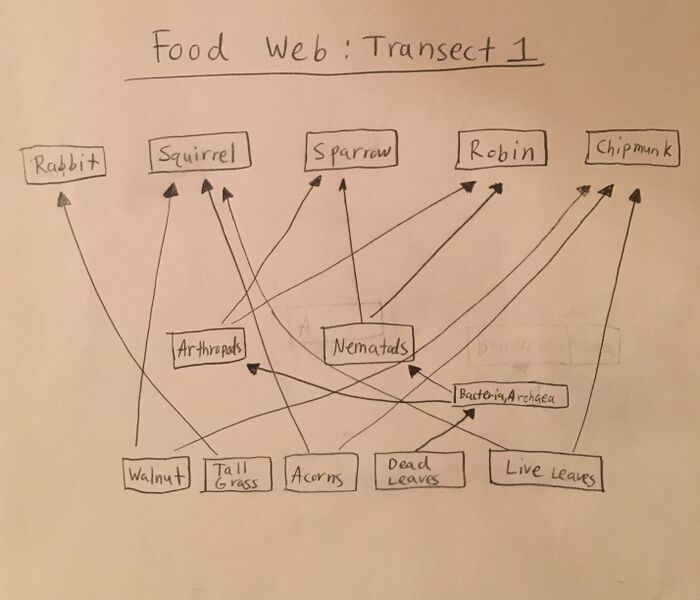 File:Food Web.jpg