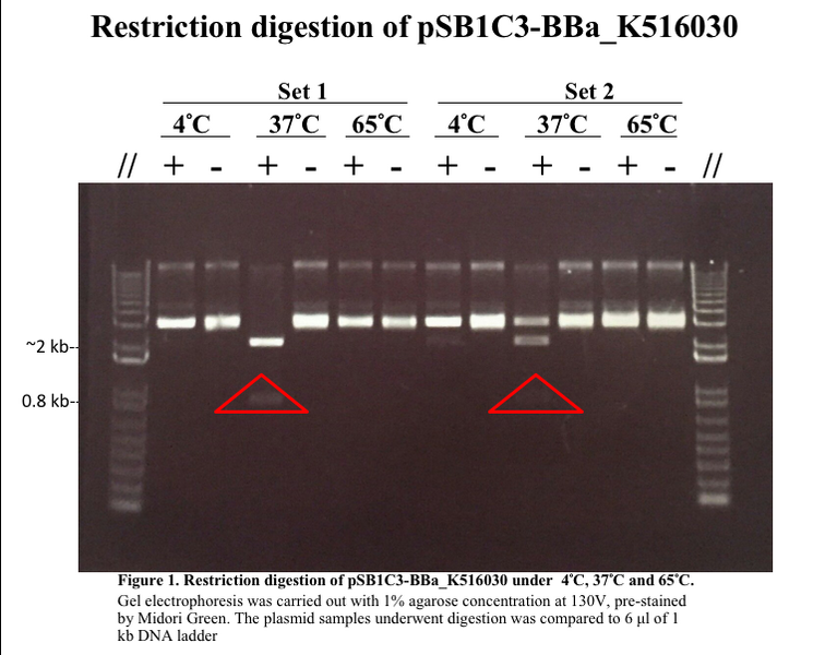 File:HKUST iGEM Winter2016 Steph.png