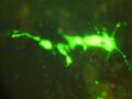 Positive Control, Mice Embryonic Stem Cells under Fluorescent light with inverse pericam DNA transfected (400x) (Source: TR Red Team)