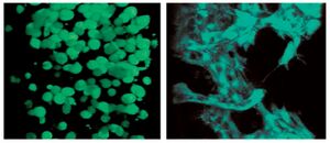 Fig. 6: Osteogenesis of MSCs encapsulated in degradable PEG hydrogels modified with signals. The cells were initially rounded with few intercellular interactions (left). With sufficient degradation over two weeks in vitro, there were enhanced cell-cell and cell-ECM interactions, leading to osteogenesis and tissue evolution (right) [17]