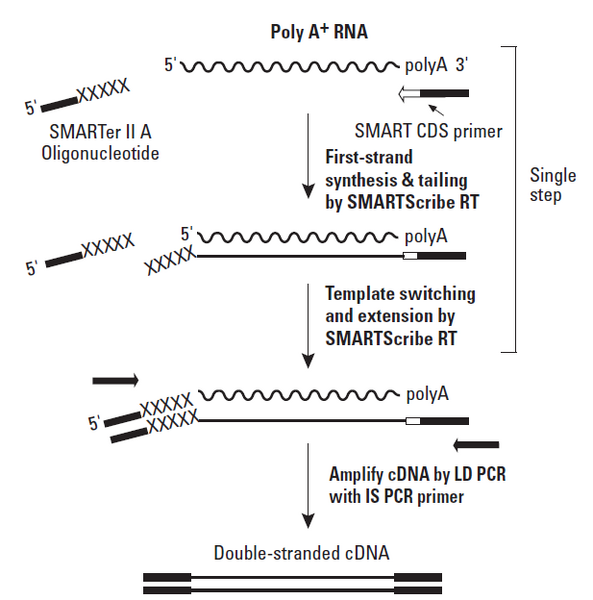 File:BMC ClontechChemistry.png